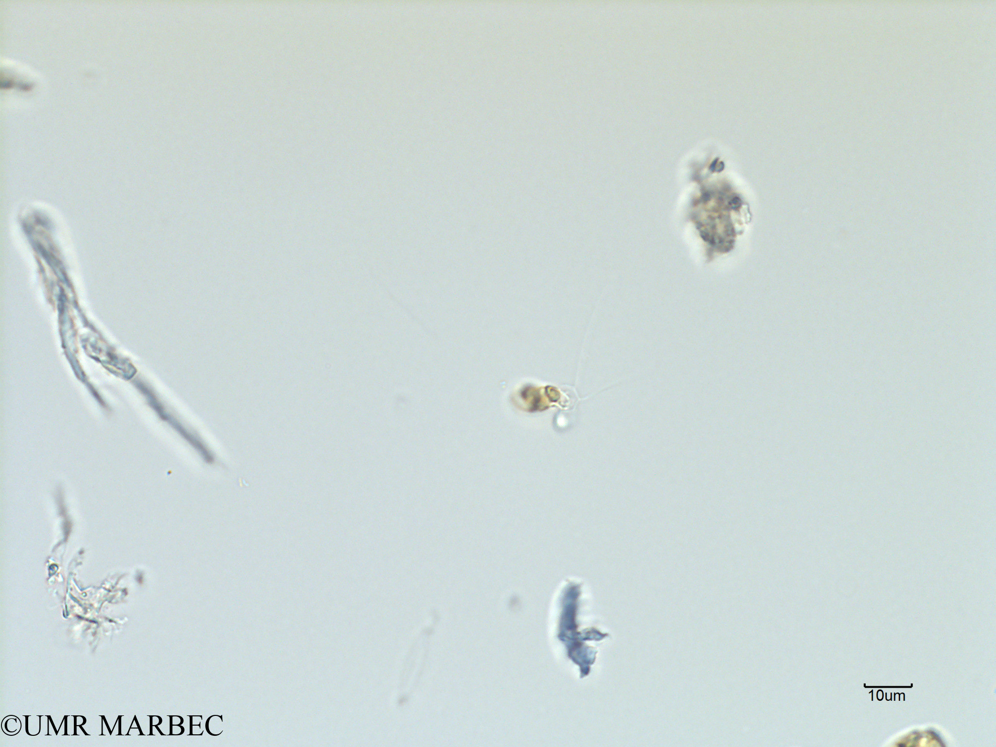 phyto/Scattered_Islands/iles_glorieuses/SIREME November 2015/Bacteriastrum sp10 (ancien B. sp2 -SIREME-Glorieuses2015-ech8-241116-photo13)(copy).jpg